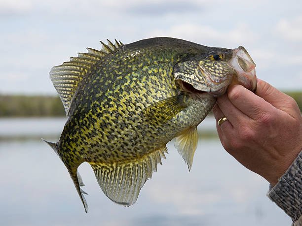 Central Florida Panfish Fishing | Simple Tackle That Works