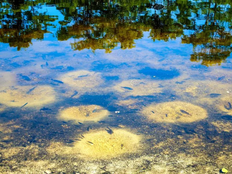 Florida Canal Fishing Tackle | What Works in Local Canals